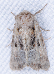 Meropleon diversicolor