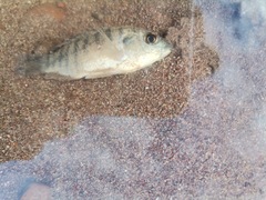 Oreochromis