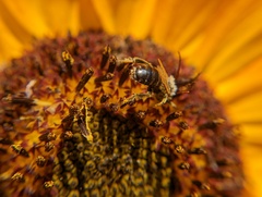 Melissodes trinodis