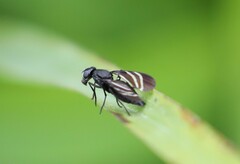 Tritoxa flexa