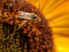 Melissodes trinodis