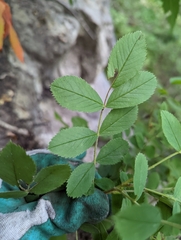 Rosa arkansana