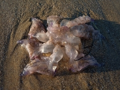Rhizostoma pulmo