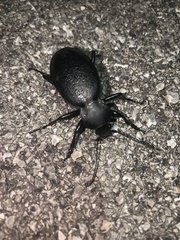 Carabus coriaceus