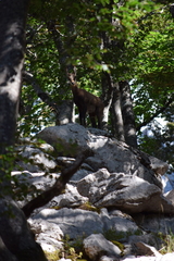 Rupicapra rupicapra balcanica