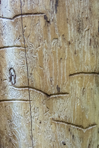 Eastern Ash Bark Beetle photo 5