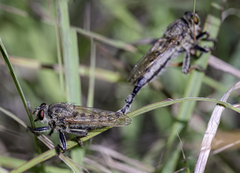 Promachus vertebratus