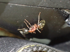 Camponotus ligniperda