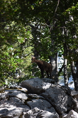 Rupicapra rupicapra balcanica