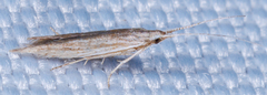Coleophoridae