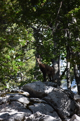 Rupicapra rupicapra balcanica