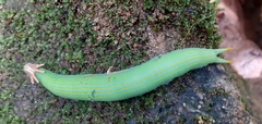 Opsiphanes boisduvallii