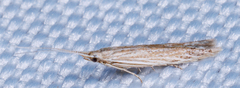 Coleophoridae