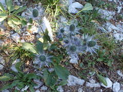 Eryngium alpinum