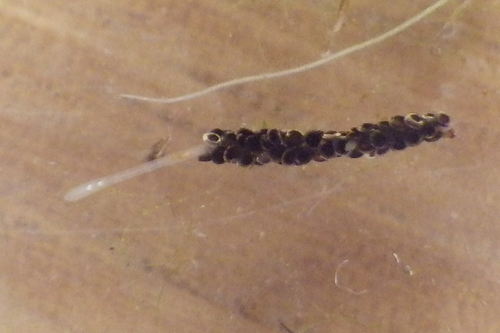 Naididae