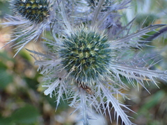 Eryngium alpinum