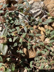 Euphorbia ophthalmica