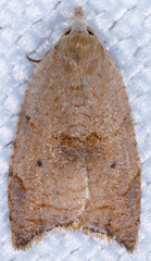 Coelostathma discopunctana