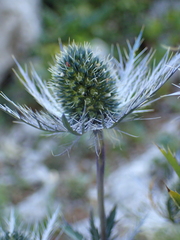 Eryngium alpinum