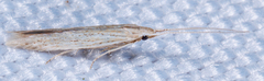Coleophoridae