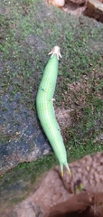 Opsiphanes boisduvallii