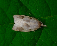 Sparganothis xanthoides