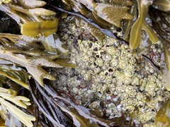 Semibalanus balanoides