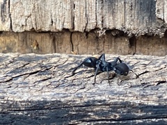 Cephalotes atratus