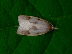 Sparganothis xanthoides