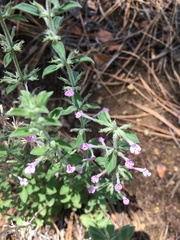 Hedeoma oblongifolia