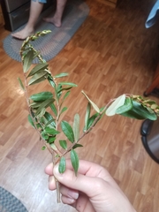 Elaeagnus