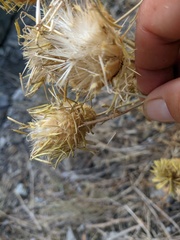 Centaurea salonitana
