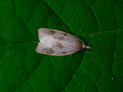 Sparganothis xanthoides