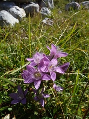 Gentianella