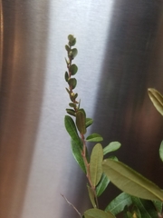Elaeagnus