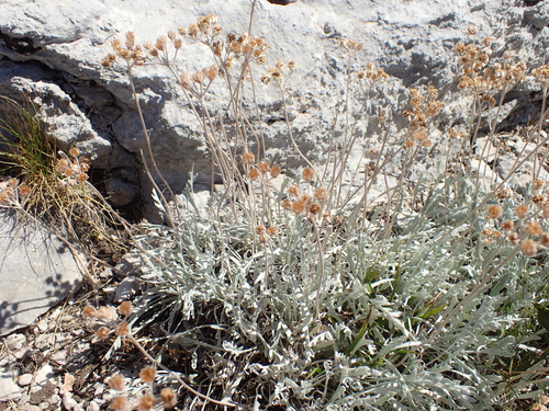 Planinski stolisnik (Achillea clavennae)