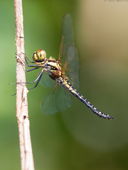 Hydrobasileus brevistylus