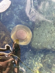 Cotylorhiza tuberculata