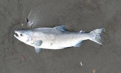 Oncorhynchus gorbuscha