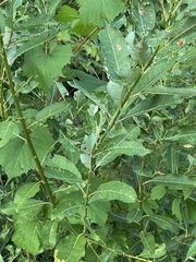 Salix pyrifolia