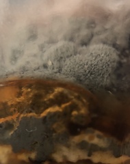 Penicillium digitatum