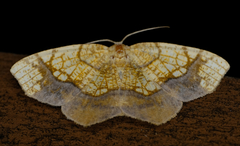 Nematocampa resistaria