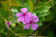 Catharanthus roseus