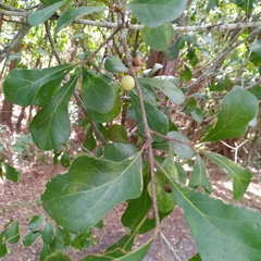 Amphibolips