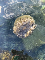 Cotylorhiza tuberculata