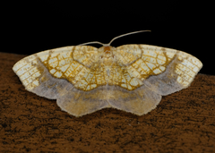 Nematocampa resistaria