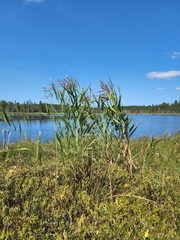 Phragmites australis americanus