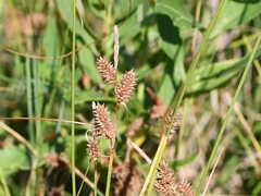 Carex extensa