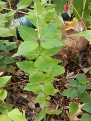 Platycodon grandiflorus