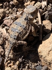 Phrynosoma hernandesi